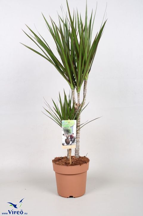 Dracaena marginata