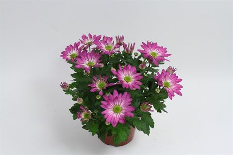 Chrysanthemum RAINBOW ROSY