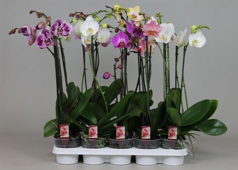 Phalaenopsis MIX