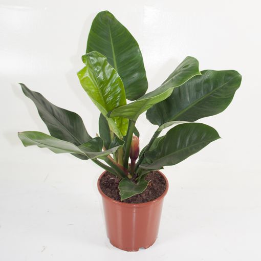 Philodendron 'Imperial Green' (Ammerlaan, The Green Innovater)