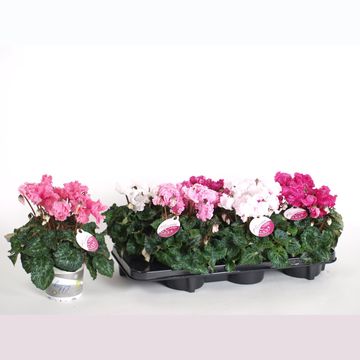Cyclamen persicum SUPER SERIE MERENGUE MIX