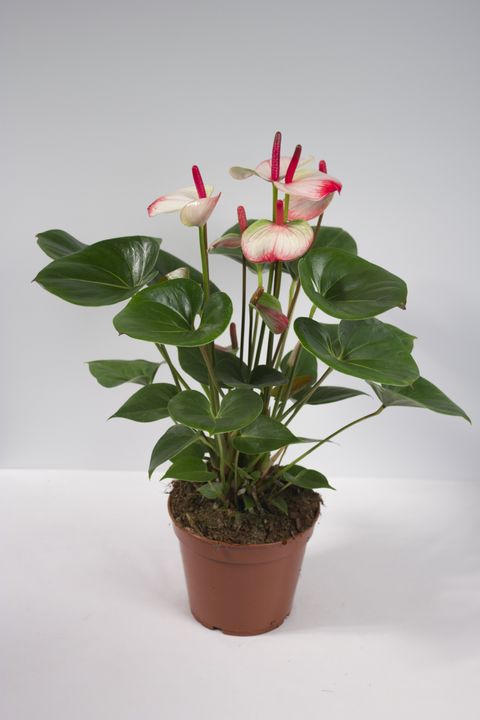 Антуриум KARMA HOTLIPS