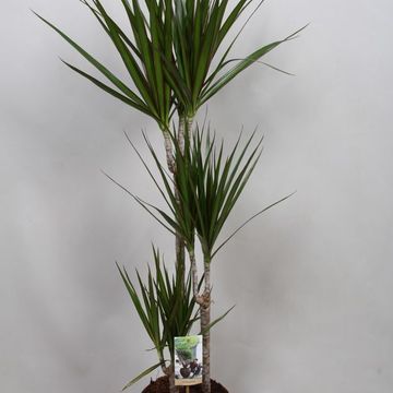 Dracaena marginata 'Magenta'