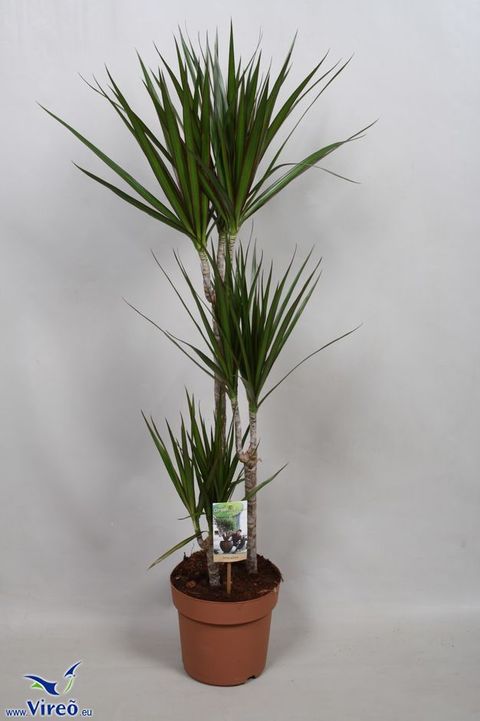 Dracaena marginata 'Magenta'