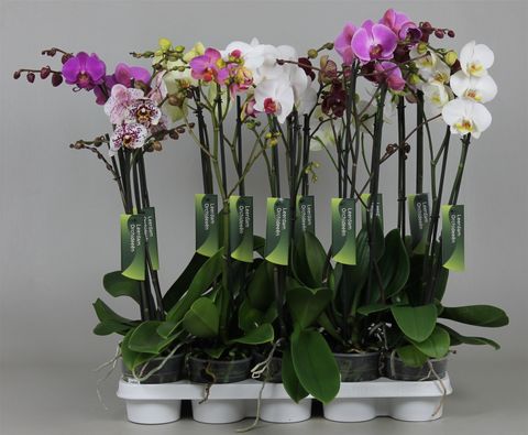 Phalaenopsis MIX