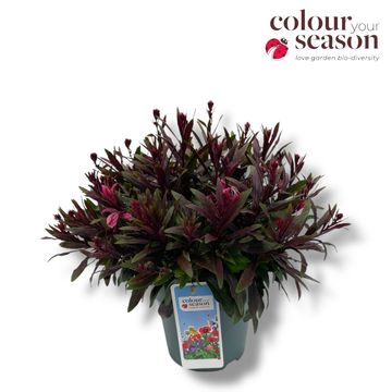 Gaura lindheimeri GAUDI ROSE