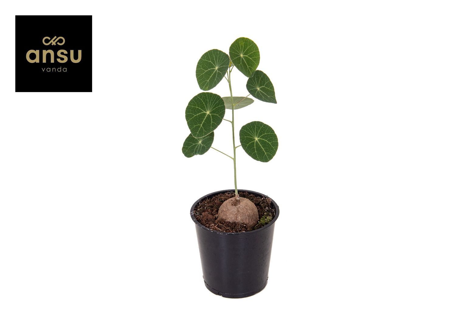 【nomurie7様】 ERECTA Stephania erecta — Plant Wholesale FlorAccess