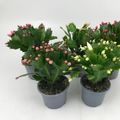 Schlumbergera MIX