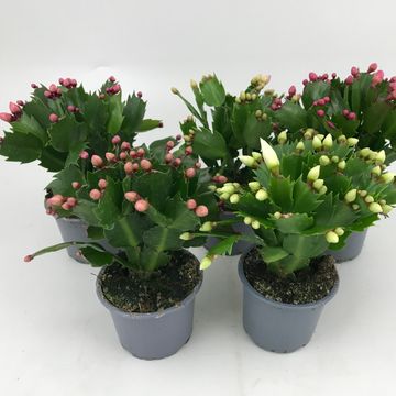 Schlumbergera MIX