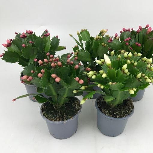 Schlumbergera MIX