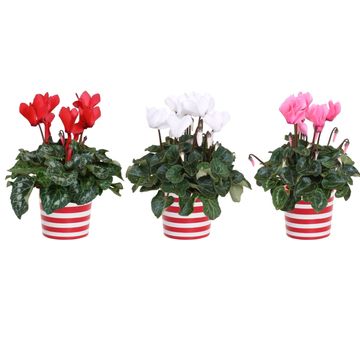 Cyclamen persicum MIX