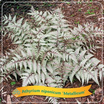 Athyrium niponicum pictum