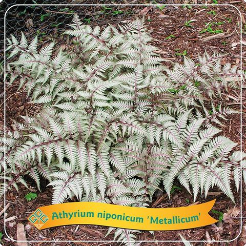 Athyrium niponicum pictum