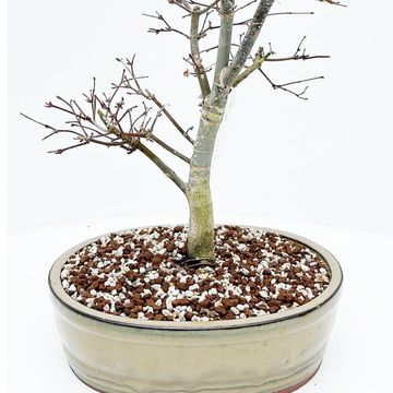 Acer palmatum 'Deshôjô'