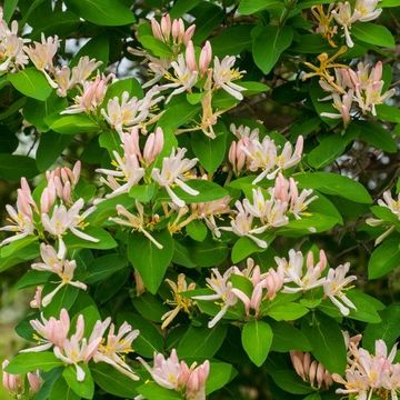 Lonicera fragrantissima