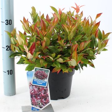 Leucothoe 'Zeblid'