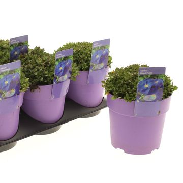 Aubrieta 'Chianti Purple'