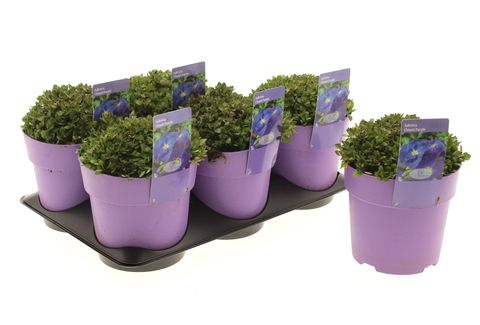 Aubrieta 'Chianti Purple'