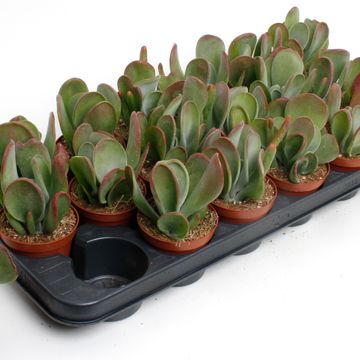 Kalanchoe thyrsiflora 'Oricula'