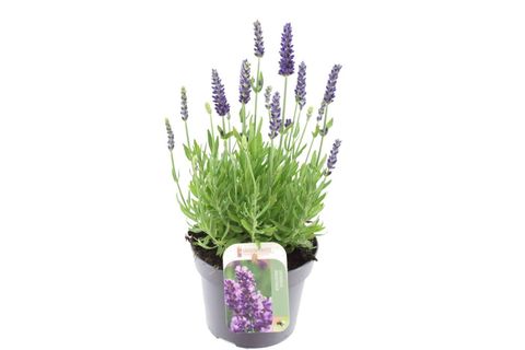 Lavandula angustifolia 'Spear Blue'