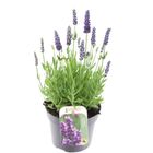 Lavandula angustifolia 'Spear Blue'