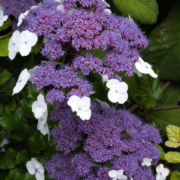 Hydrangea aspera 'Macrophylla'