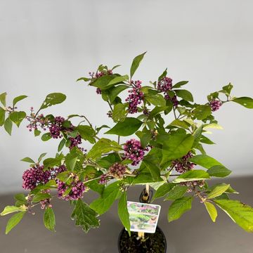 Callicarpa bodinieri 'Profusion'