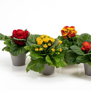Calceolaria MIX