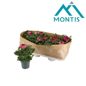 Ranunculus asiaticus 'Sprinkles Violet Bicolour'