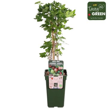 Ribes uva-crispa EASYCRISP LADY LATE