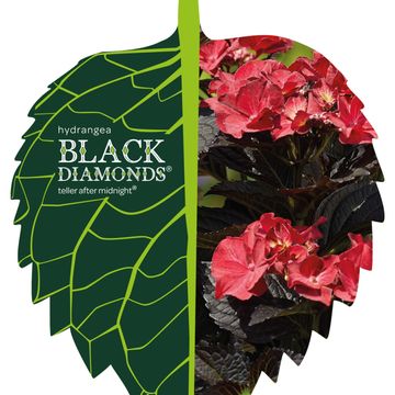 Hydrangea macrophylla AFTER MIDNIGHT