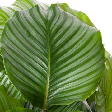 Calathea orbifolia