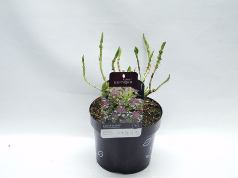 Hydrangea macrophylla LIGHT-O-DAY