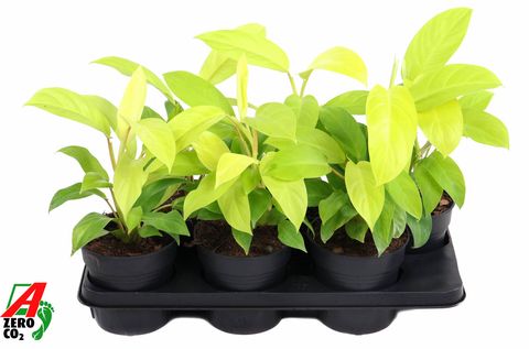 Philodendron 'Malay Gold'