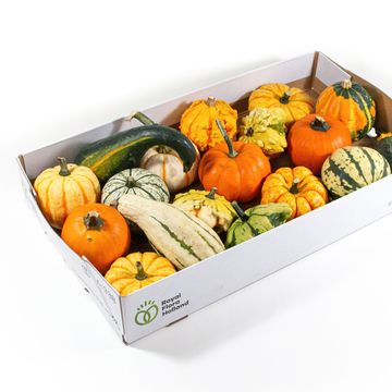 Cucurbita pepo MIX