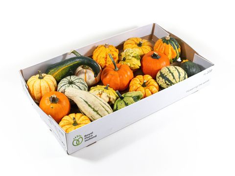 Cucurbita pepo MIX