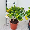 x Citrofortunella microcarpa