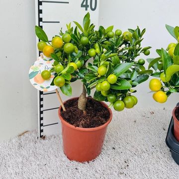 x Citrofortunella microcarpa