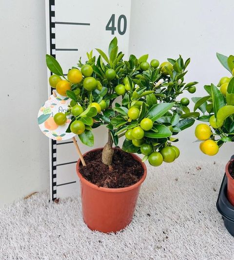 x Citrofortunella microcarpa