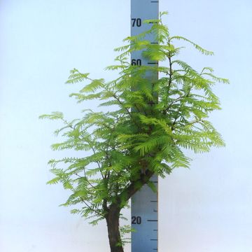 Metasequoia glyptostroboides
