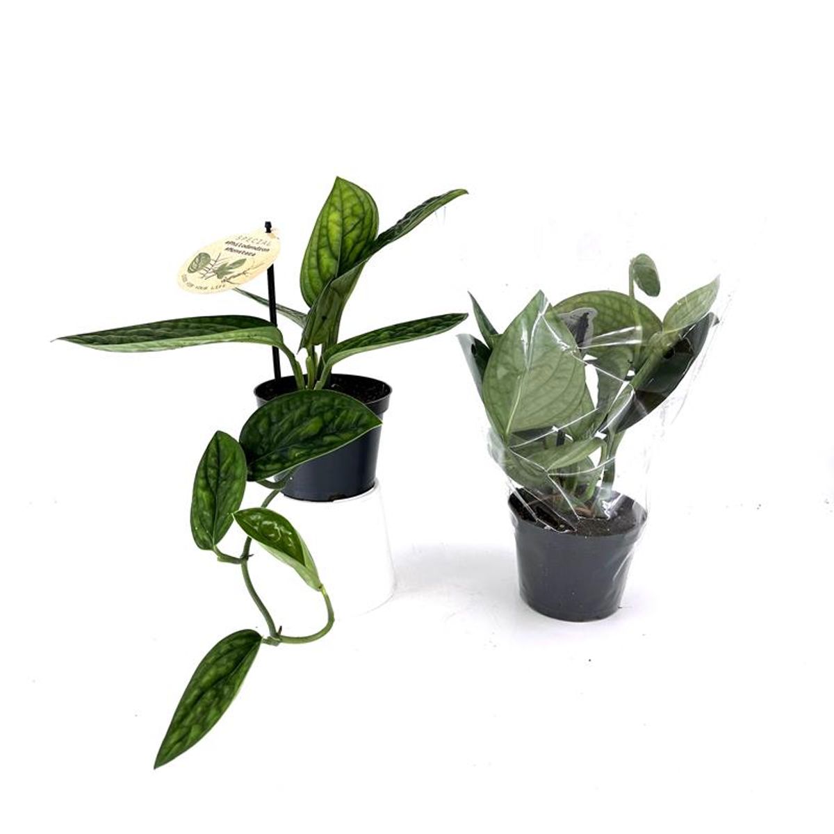 plant fig Fiddle Leaf Fig: Popular Plant with Large Rounded Leaves - Ficus Tree   Altman Plants