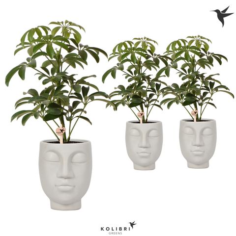 Schefflera arboricola 'Luseana'