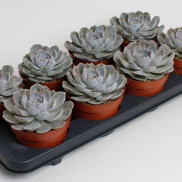 Echeveria minima