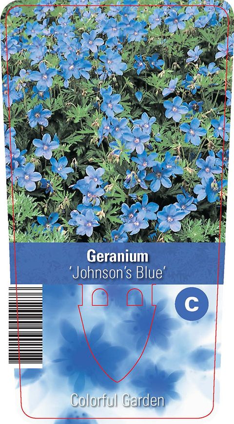 Geranium 'Johnson's Blue'