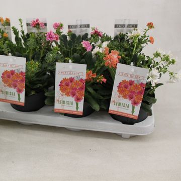 Lewisia cotyledon MOUNTAIN DREAMS MIX