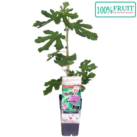 Ficus carica 'Gustissimo Perretta'