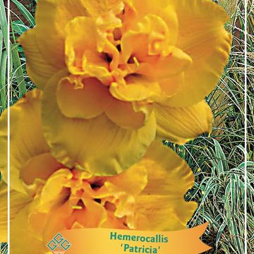 Hemerocallis MIX