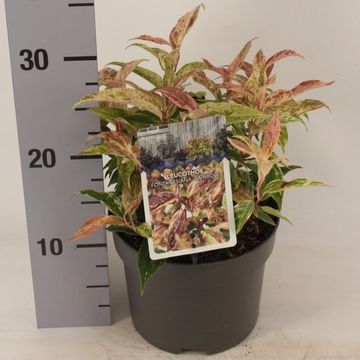 Leucothoe fontanesiana 'Рэйнбоу'