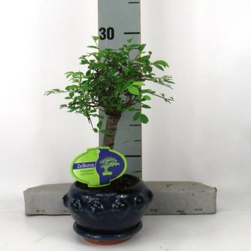 Zelkova parvifolia