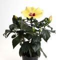 Hibiscus rosa-sinensis 'Adonicus Yellow'